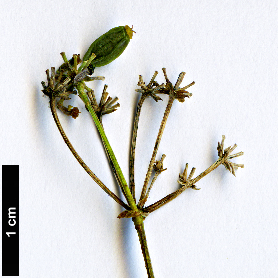 High resolution image: Family: Apiaceae - Genus: Bupleurum - Taxon: salicifolium  - SpeciesSub: subsp. salicifolium var. salicifolium